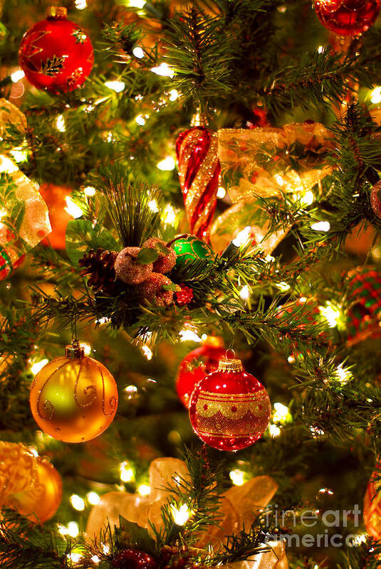 Christmas Poster featuring the photograph Christmas tree up close by Elena Elisseeva