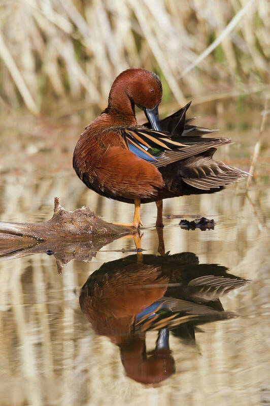 Anas Cyanoptera Poster featuring the photograph Cinnamon Teal Drake Preening by Ken Archer