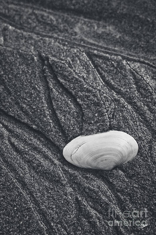 Clam Poster featuring the photograph Clam Shell by Alana Ranney