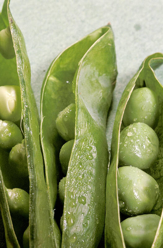 No People; Vertical; Studio Shot; Upward View; Close-up; Agriculture; Food And Drink; Healthy Eating; Pod; Vegetables; Freshness; Wet; Green Pea Poster featuring the photograph Close Up Of Green Peas In Pods by Anonymous