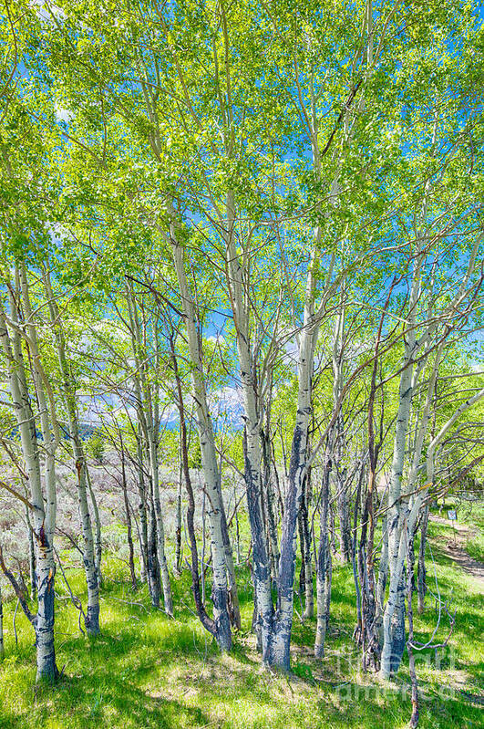 Birch Poster featuring the photograph Club of the white birch by Juergen Klust