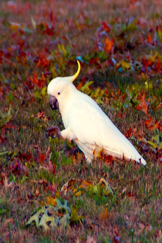 Wildlife Poster featuring the photograph Cockatoo Color by Glen Johnson