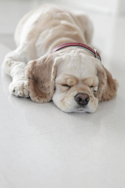 Pets Poster featuring the photograph Cocker Spaniel Dog Sleeping by Tricia Shay Photography