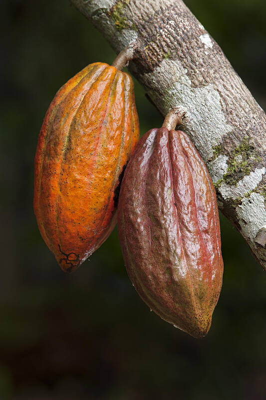 536596 Poster featuring the photograph Cocoa Fruit Brazil by Ingo Arndt