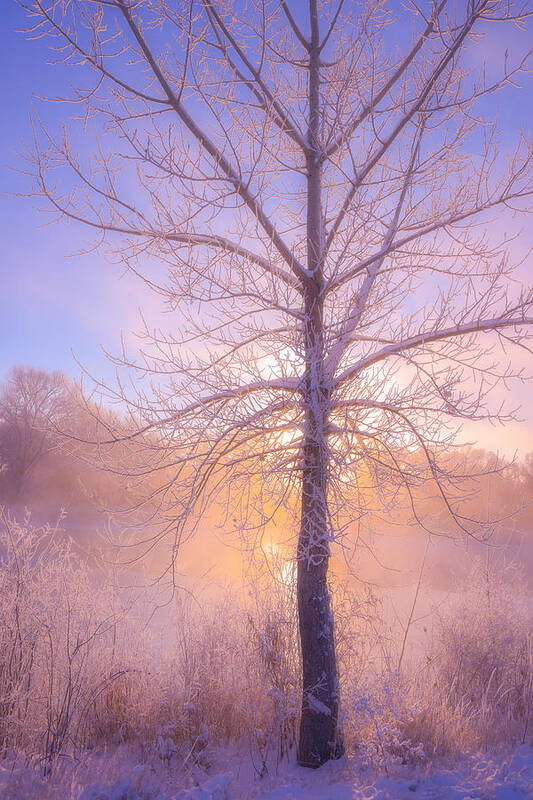 Fog Poster featuring the photograph Cold Winter Morning by Darren White