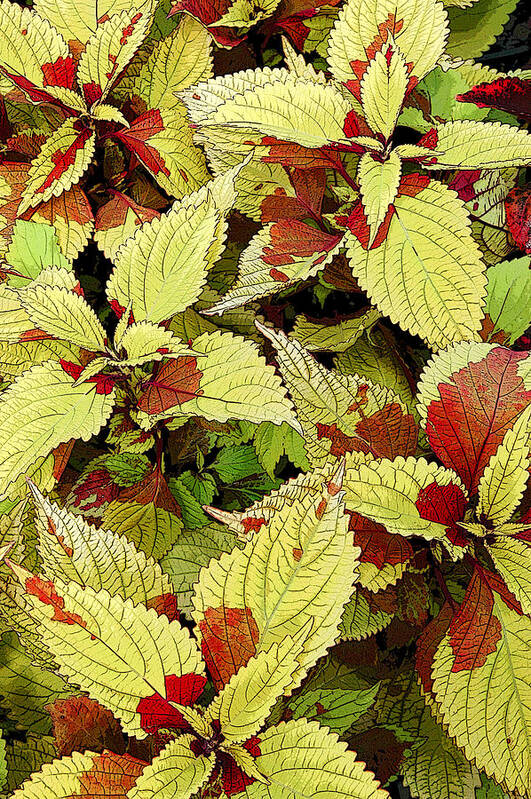Coleus Poster featuring the photograph Coleus Detail by Rob Huntley