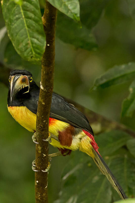 Toucan Poster featuring the photograph Collared Aracari by Natural Focal Point Photography
