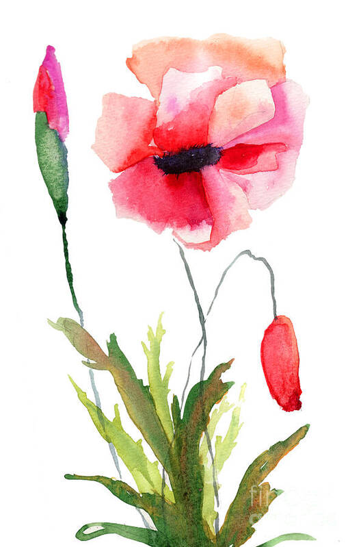 Art Poster featuring the painting Colorful poppy flowers by Regina Jershova