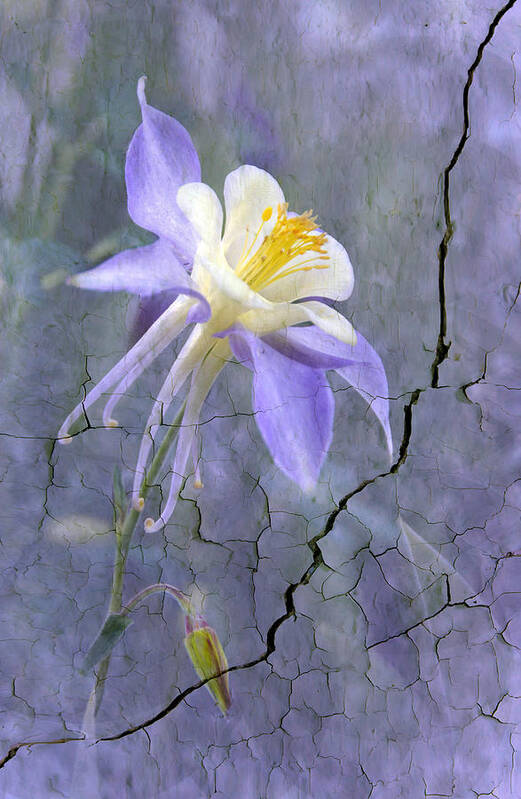 Wall Photography. Poster featuring the photograph Columbine on Cracked wall by James Steele