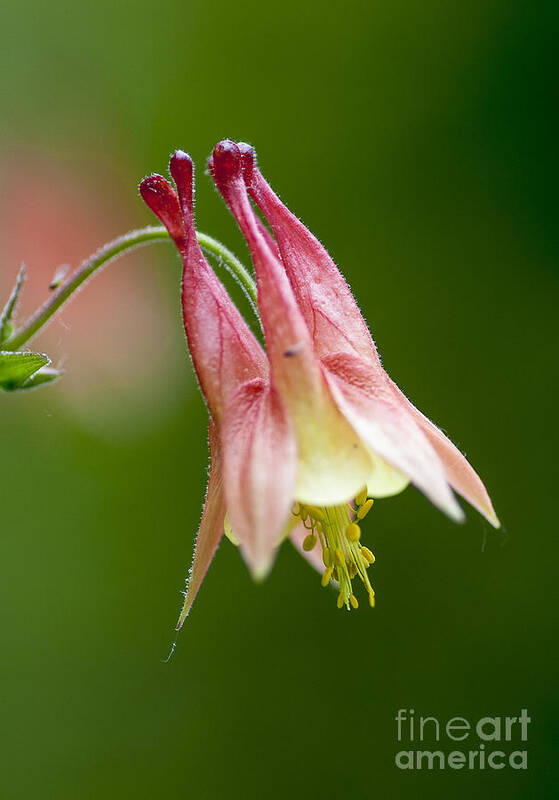 Flowers Poster featuring the photograph Columbine by Steven Ralser