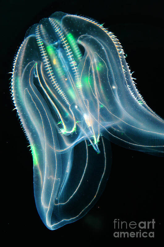 Animal Poster featuring the photograph Comb Jelly by Gregory G Dimijian