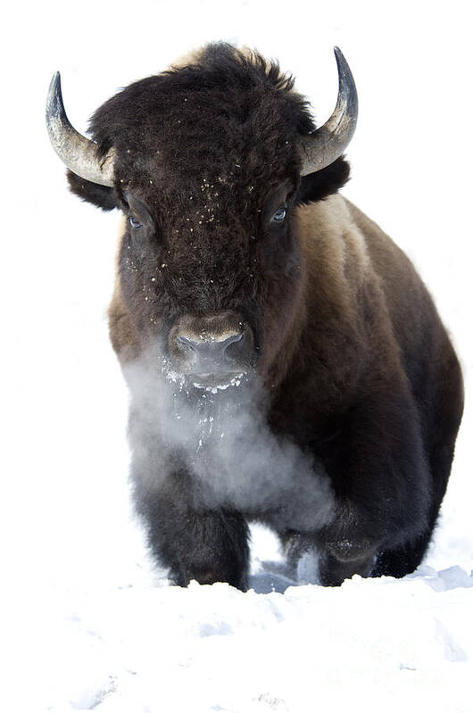 Bison Poster featuring the photograph Coming Through by Deby Dixon