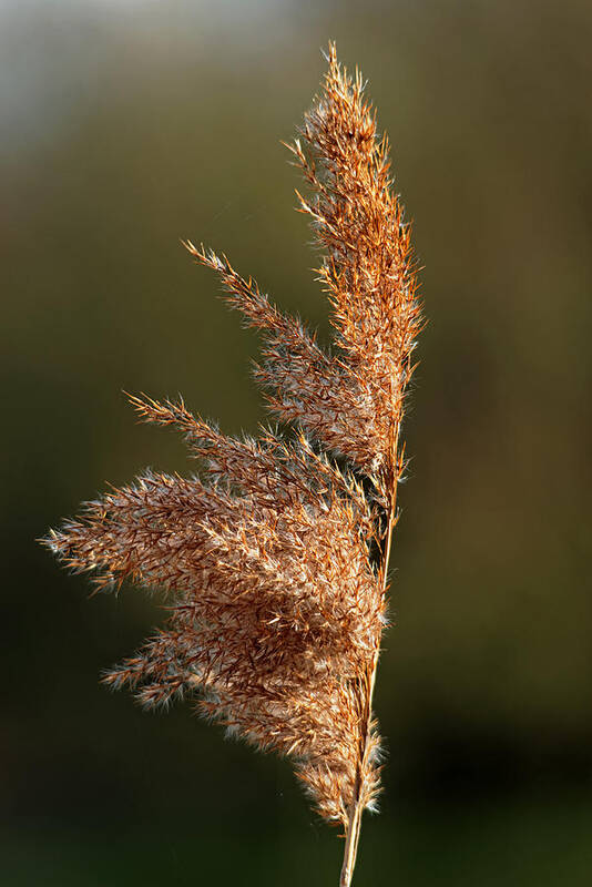 Bright Poster featuring the photograph Common Reed Seed Head by Rod Johnson