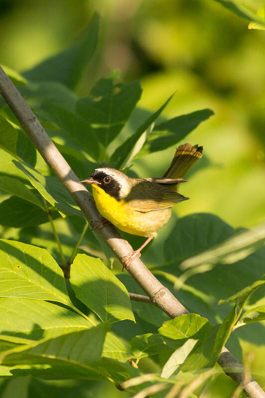 Natural Focal Point Photography Poster featuring the photograph Common Yellow Throat by Natural Focal Point Photography