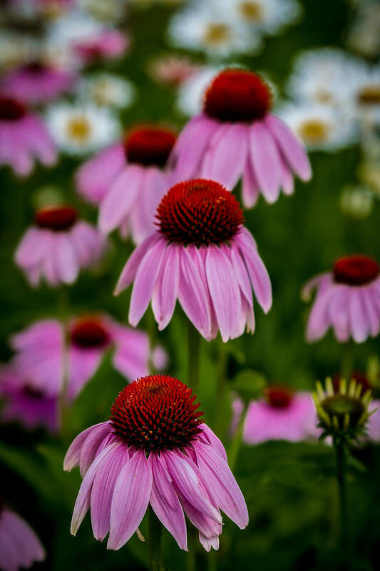 Art Poster featuring the photograph Coneflowers in Front of Daisies by Ron Pate