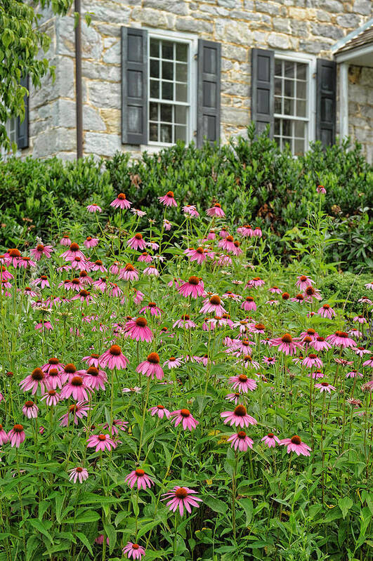 Coneflower Poster featuring the photograph Coneflowers by Kelley Nelson