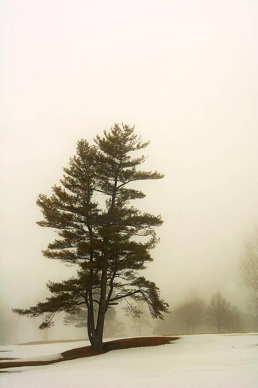 Tree Poster featuring the photograph Coniferous Tree in Winter by Steve Somerville