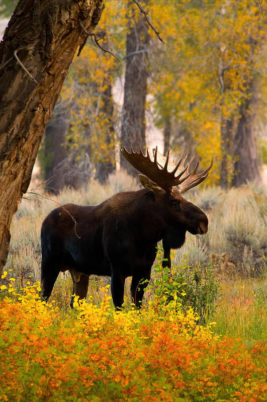 Moose Poster featuring the photograph Contender by Aaron Whittemore