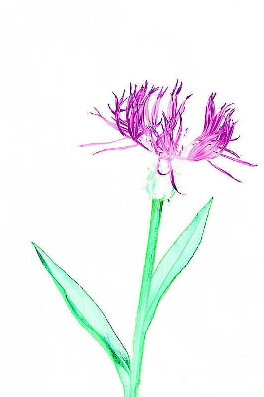 Digital Print Poster featuring the photograph Cornflower No.3 by Tony Mills