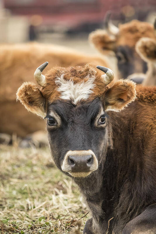 Cow Poster featuring the photograph Cow 2 by Thomas Young