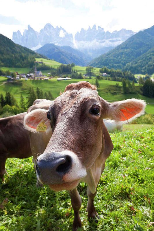 Bolzano Poster featuring the photograph Cow In Valley, Italy, Near Bolzano, Val by Peter Adams