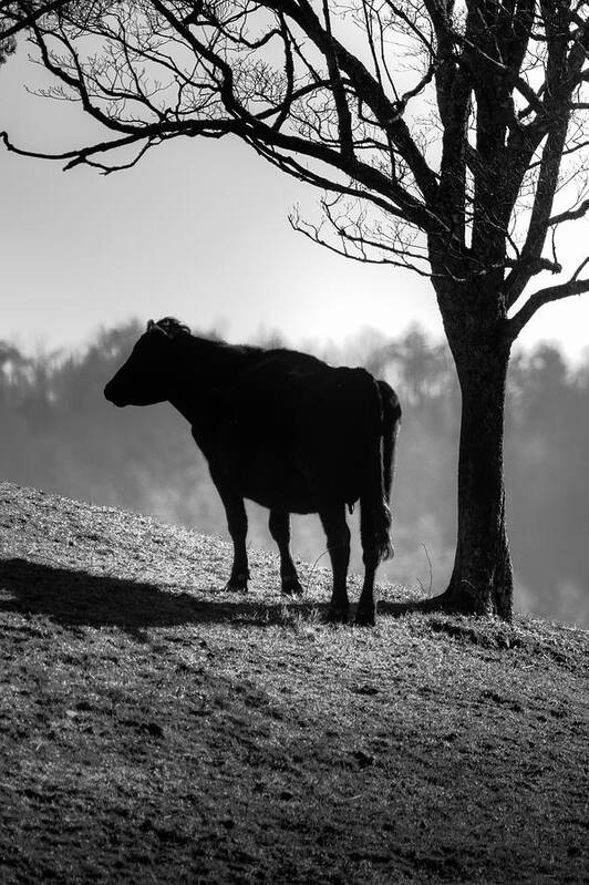 Dairy Cow Poster featuring the photograph Cow On The Hill by Michael Eingle