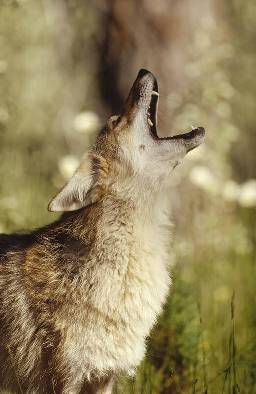 Feb0514 Poster featuring the photograph Coyote Adult Howling North America by Tim Fitzharris