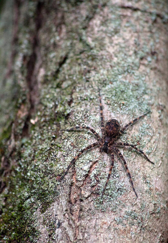 Spider Poster featuring the photograph Creepy Spider by Karol Livote