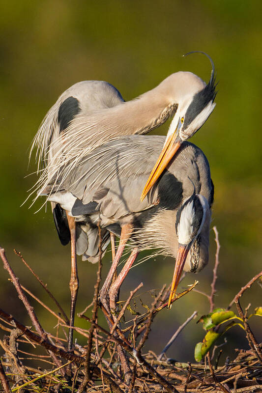 Adult Poster featuring the photograph Cuddling Great Blue Herons by Andres Leon