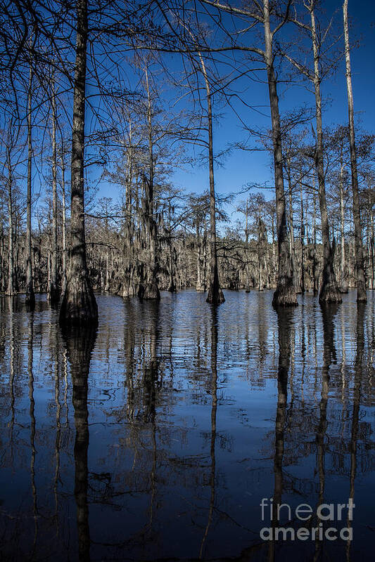 Cypress Trees Poster featuring the photograph Cypress Grove by Jim McCain