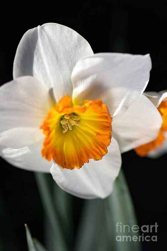 Spring Poster featuring the photograph Daffodil in White by Joy Watson