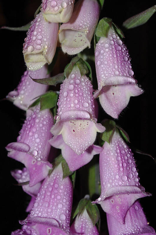 Flower Poster featuring the photograph Damp Foxglove by Adria Trail