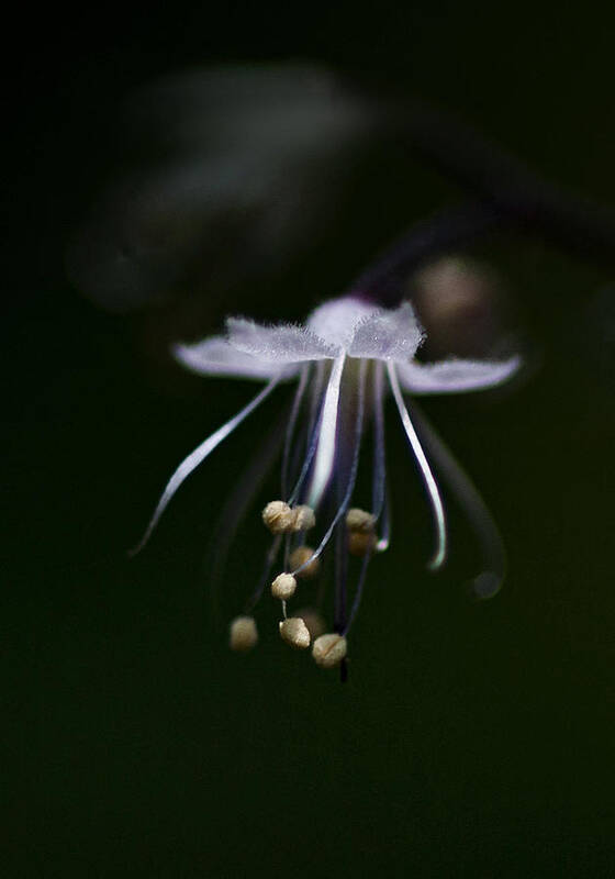 Flower Poster featuring the photograph Dance in the Forest by Betty Depee