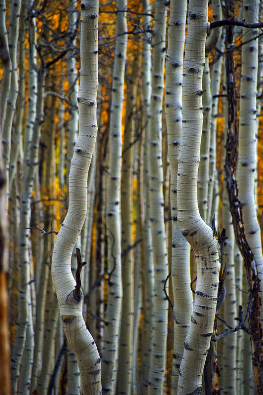 Altitude10k Photography Poster featuring the photograph Dancing Aspens by Jeremy Rhoades
