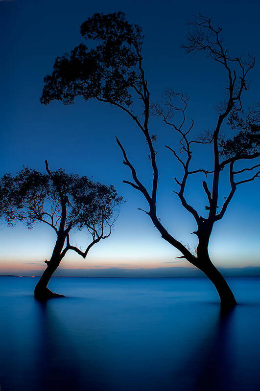 2012 Poster featuring the photograph Dancing Mangroves by Robert Charity