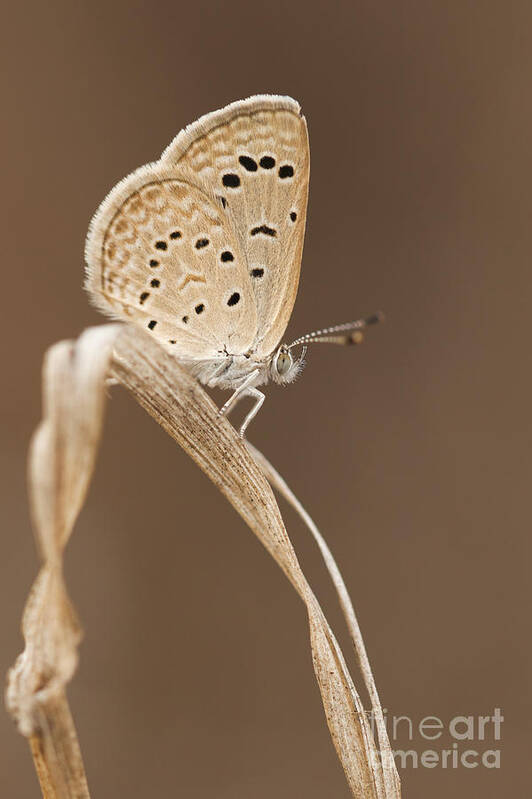 Dark Grass Blue Poster featuring the photograph Dark grass blue Zizeera knysna by Alon Meir