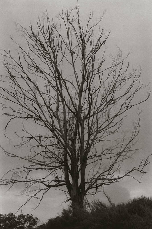 Tree Poster featuring the photograph Dead Tree by Amarildo Correa