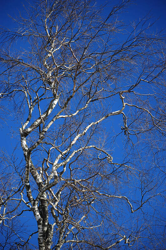 Spring Poster featuring the photograph Deep Blue Sky and Birch Tree 1 by Jenny Rainbow