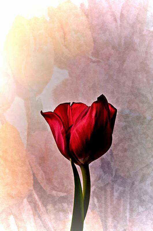 Flower Poster featuring the photograph Deep Red Tulip on Pale Tulip Background by Phyllis Meinke