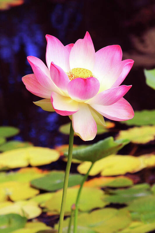 Pink Lotus Poster featuring the photograph Delight by James Knight