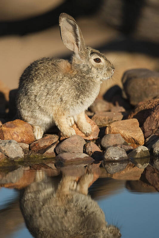 Feb0514 Poster featuring the photograph Desert Cottontail At Waterhole Santa by Tom Vezo