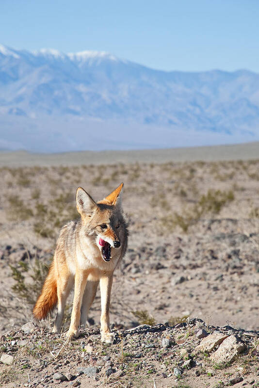  Desert Animals Poster featuring the photograph Desert Coyote by Darren Bradley