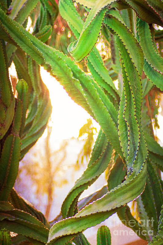 Desert Poster featuring the photograph Desert Heat by Roselynne Broussard