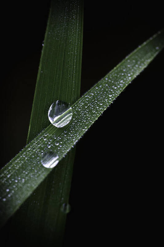 Freshness Poster featuring the photograph Dew on Rice Stalk by David Longstreath