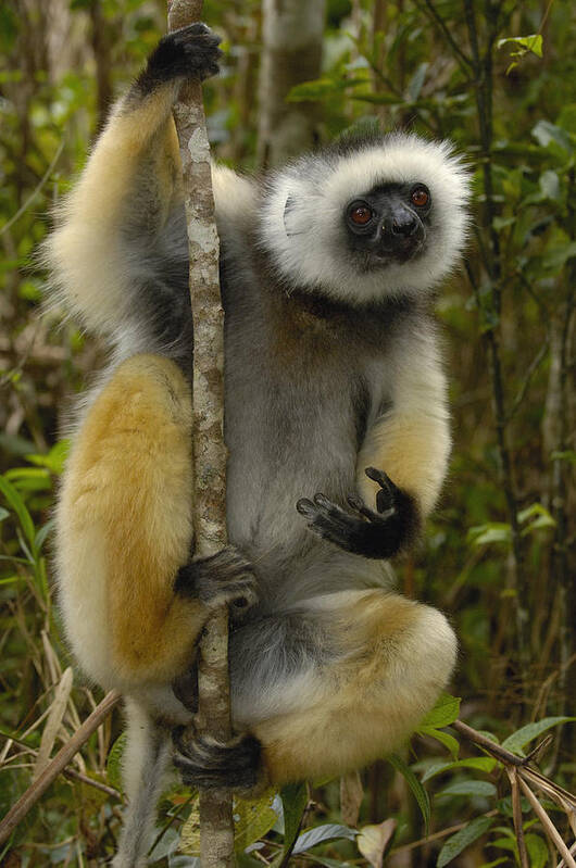 Feb0514 Poster featuring the photograph Diademed Sifaka Madagascar by Pete Oxford