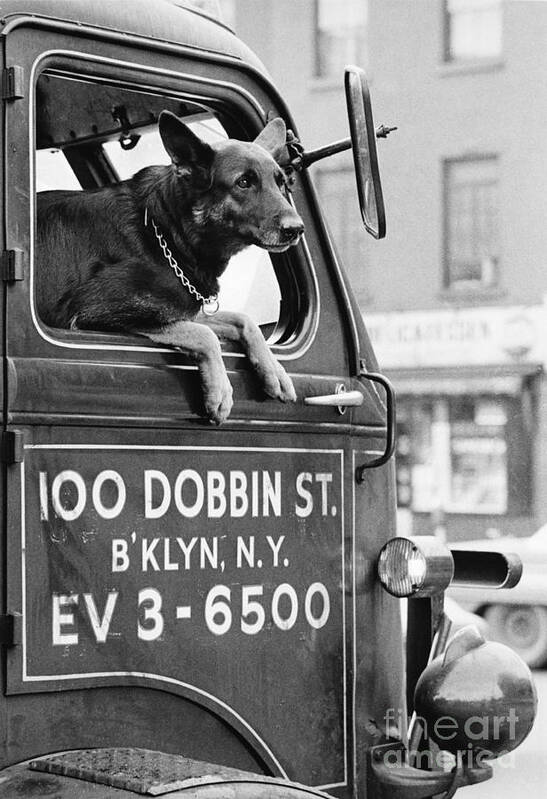 Animal Poster featuring the photograph Dog And Truck In Brooklyn by Winston Vargas