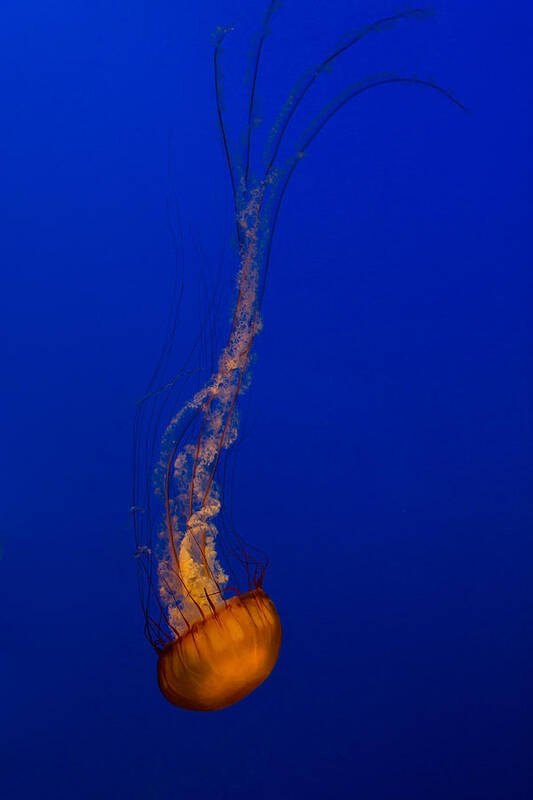 Jellyfish Poster featuring the photograph Downward Facing Pacific Sea Nettle 3 by Scott Campbell