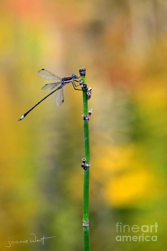 Dragonfly Poster featuring the photograph Dragonfly Autumn Perch by Joanne West