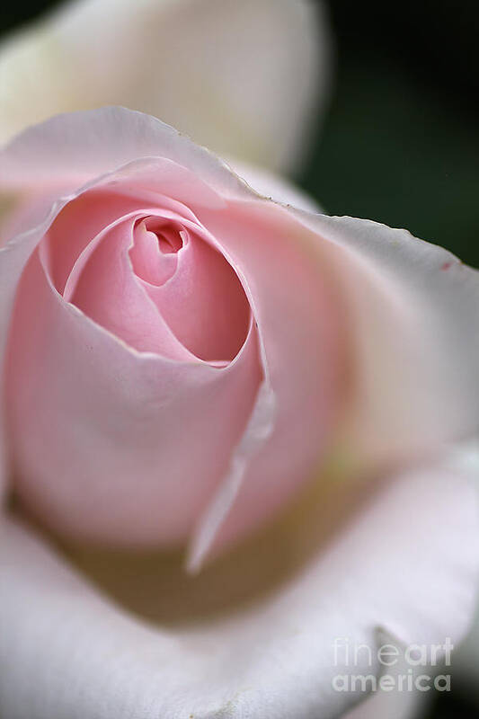 Floribunda Rose Poster featuring the photograph Dreamy Rose by Joy Watson