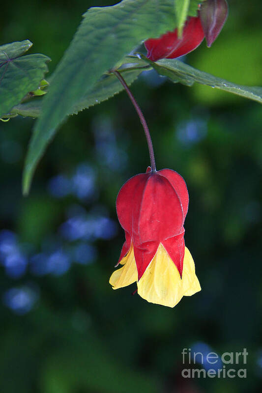 Flowers Poster featuring the photograph Droplet by Kathy McClure